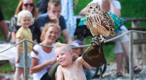 Silkeborg Ørnereservat, Rovfugleshow og Bisonfarm